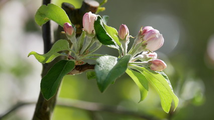 Apfelbaumblüte, Knospen. Obst, Nahaufnahme