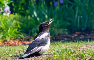 Young bird of The Eurasian magpie or common magpie (Pica pica) is looking on the sky with an open beak waiting for his parents on the grass lawn in the garden at sunny summer day