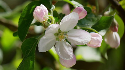 Apfelbaumblüte, Knospen. Obst, Nahaufnahme