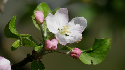 Obraz premium Apfelbaumblüte, Knospen. Obst, Nahaufnahme