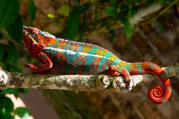 Colorful chameleon on a branch in a national park on the island of Madagascar © 25ehaag6