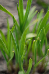 close up of a green grass