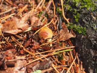 A small boletus Mushroom grows in the forest. Edible mushroom. Nature.