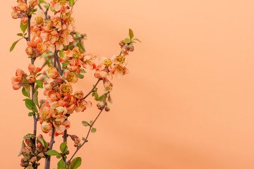 Sprigs of blooming Japanese quince on a coral background
