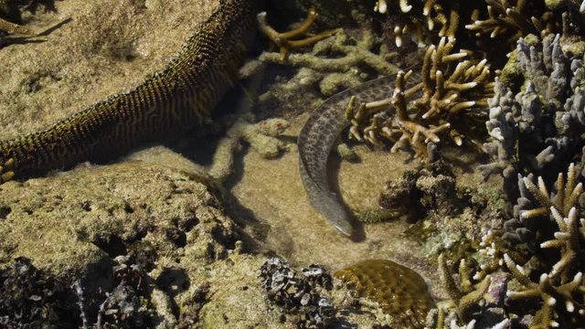 Grey spotted moray eel gets attacked by green marbled shrimp in shallow water