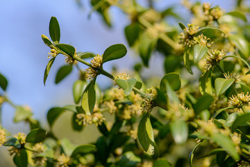 Buchsblüten vor blauem Himmel