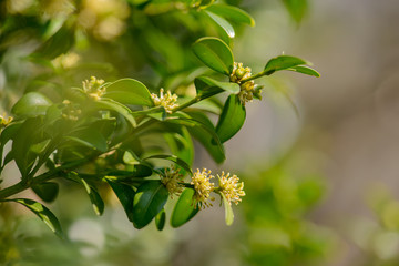 Buchsbaum Blüten, blühender Buchs Buxus sempervirens Blütenstand, Buchsblüten