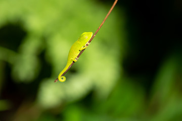 A small chameleon on a small branch