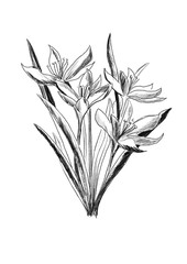 flower hand drawn illustration,art wall inspiration