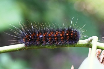 Caterpillars are larvae of the order Lepidoptera species. plant-eating caterpillars, although some...