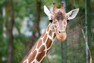 Giraffen Kopf Detail von vorne