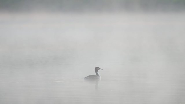 Great crested grebe swimming on the lake with morning fog, spring, (podiceps cristatus), germany