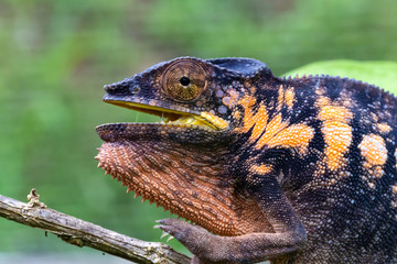A chameleon in close-up in a national park on Madagascar