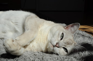 White grey cat sleeping lying on carpet in the sun