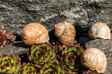 Empty conch snail. Detailed view of the shell. The beauty of the spring garden. Leaving the snail home. Fibonacci spiral.
