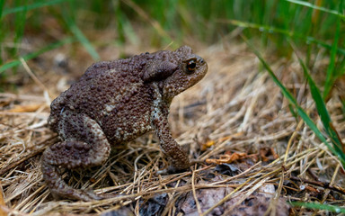 Common or grey toad (Bufo bufo) on a dried grass Mat in a summer forest.