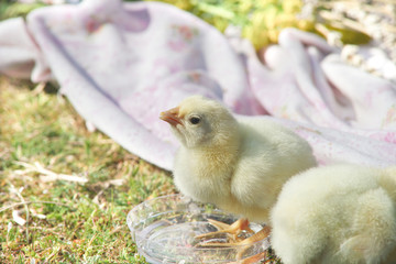 Little chicken in the grass. Cute animal.