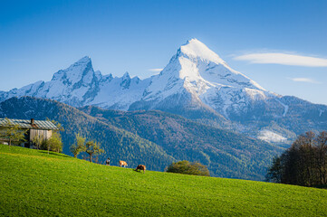 Beautiful rural mountain scenery with farm house and cows in the Alps in spring