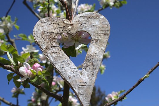 Herz im Apfelbaum