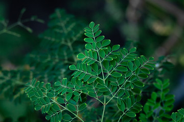 fresh Moringa leaf background