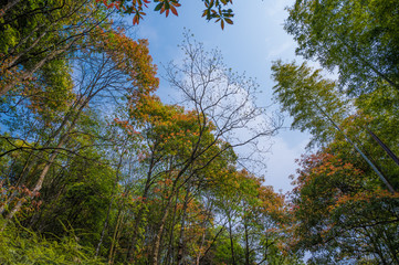 Fresh and comfortable suburban natural environment