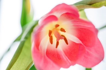 Fototapeta premium Pink tulip close-up on a white background.