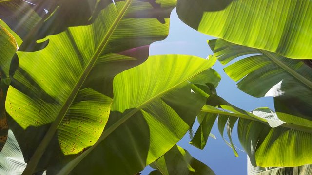 Green tropical banana leaves against blue sky in wind with sun flare