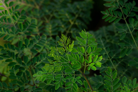 fresh Moringa leaf background