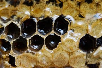 dark honeycombs macro, closed, sealed and open cells, natural product, background with hexagons, honey, mirror surface, texture, pattern photo     