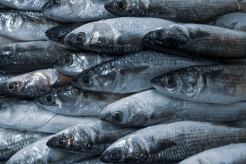 Hake sea fish in a crate, at a fishing market. Selling fresh food. Seafood, delicacy. Gourmet cuisine.