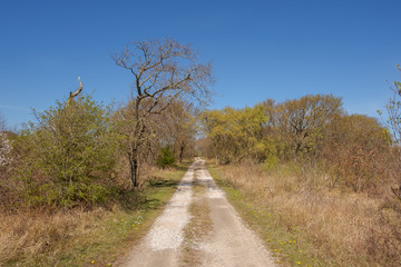 Unpaved straight path in a nature reserve with shrubs and low trees under a clear blue sky