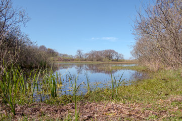 View of a lake surrounded by bushes and trees in a nature reserve under a clear blue sky