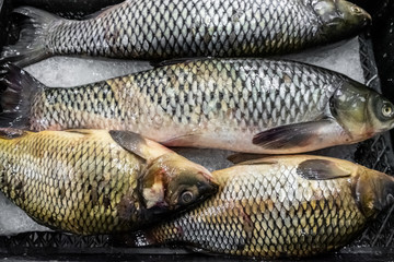 Sea fish flounder, in a box, at the fish market. Sale of fresh produce. Seafood, delicacy. Gourmet cuisine. Black Sea.