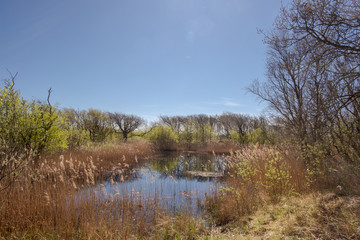 A pond surrounded by reeds with plumes, bushes and trees in a nature reserve under a clear blue sky