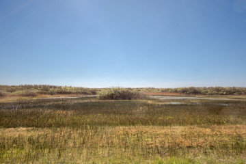 View of a swamp with baby reeds and bushes under a clear blue sky