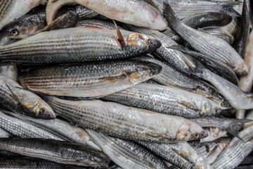 Mullet sea fish in a crate, at a fishing market. Selling fresh food. Seafood, delicacy. Gourmet cuisine.