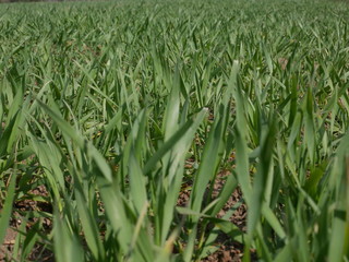 Obraz premium green field