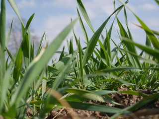 green grass and blue sky 