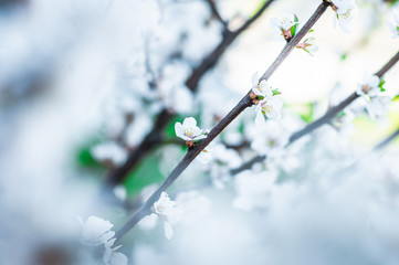 Blooming cherry branch in blue green tones. Spring trees.