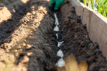 Garlic cloves planted in a water-spilled moat in the soil of a bed in private participation.