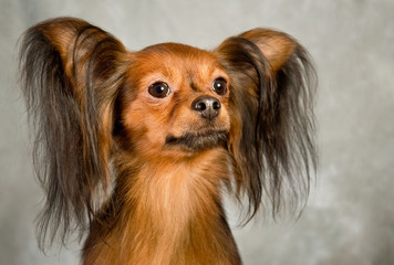 Russian toy terrier on grey background