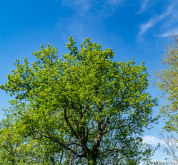Colori delle foglie della quercia in primavera