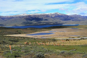 South America Chile Patagonia National Park Torres del Paine Adventure Guanaco Lama Guanicoe Chulengos Wild Animals Safari Expeditions © venus