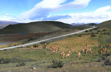 South America Chile Patagonia National Park Torres del Paine Adventure Guanaco Lama Guanicoe Chulengos Wild Animals Safari Expeditions © venus