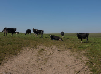 Black and White Holstein Friesian Cattle Grazing in a Field on a farm in Rural Devon, England, UK
