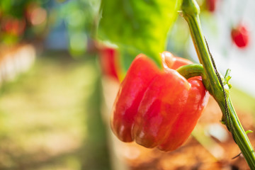 Red bell pepper plant growing in organic garden
