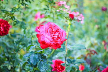 Beautiful red roses flower in the garden