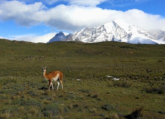 South America Chile Patagonia National Park Torres del Paine Adventure Guanaco Lama Guanicoe Chulengos Wild Animals Safari Expeditions