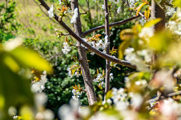 Fiori del ciliegio in primavera