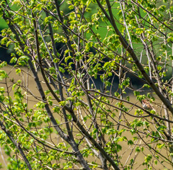 Passero sui rami dell'albero in primavera